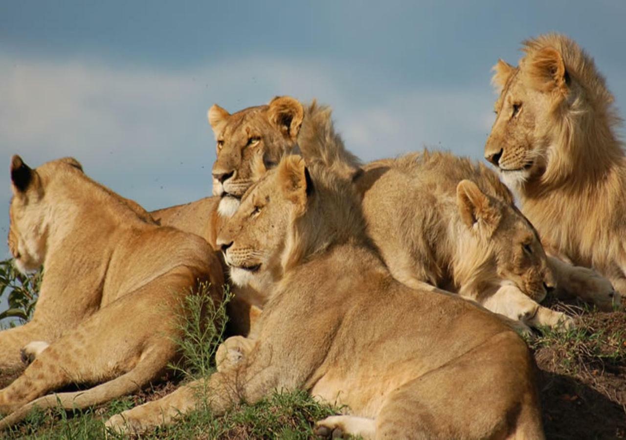 Aa Lodge Maasai Mara Talek Dış mekan fotoğraf