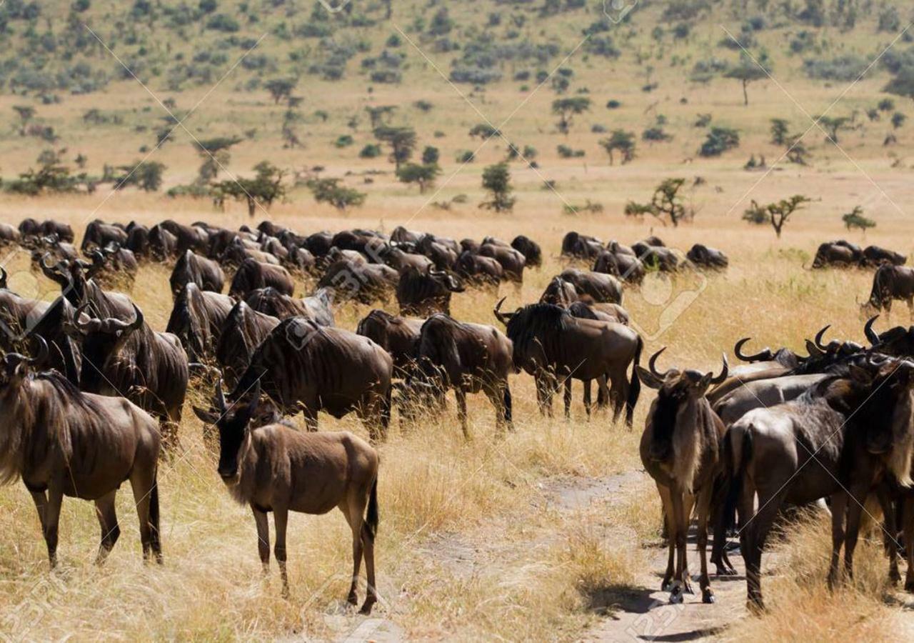Aa Lodge Maasai Mara Talek Dış mekan fotoğraf
